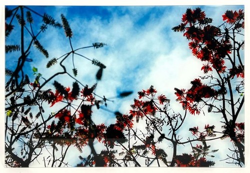 Japanese artist mika ninagawa - japanese,